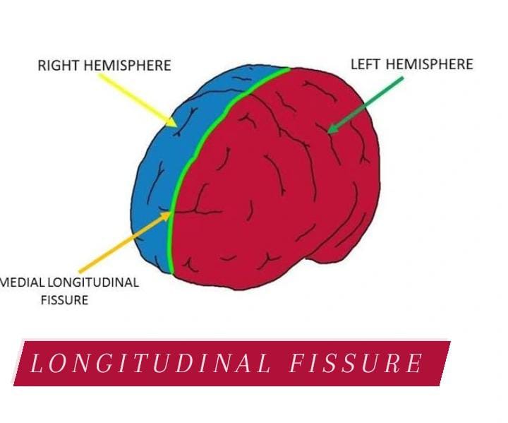 What is a Longitudinal Fissure? Formation Importance